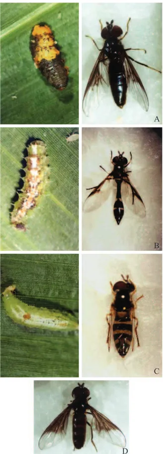 Fig. 1. Larvas e adultos de Ocyptamus gastrostactus(A),  Pseudodorus clavatus (B), Allograpta exotica (C) e adulto de Ocyptamus anthiphates (D).