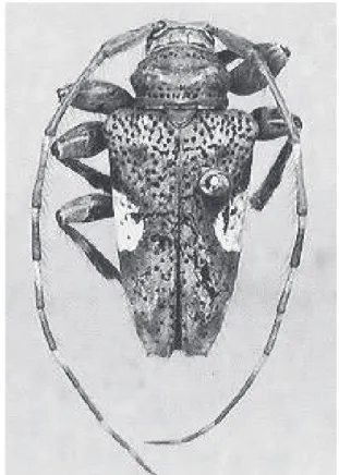 Fig. 1. Trichoanoreina albomaculata sp. nov., holótipo macho (MNRJ), Linhares (Parque Sooretama), Espírito Santo, Brasil, comprimento 6,1 mm.