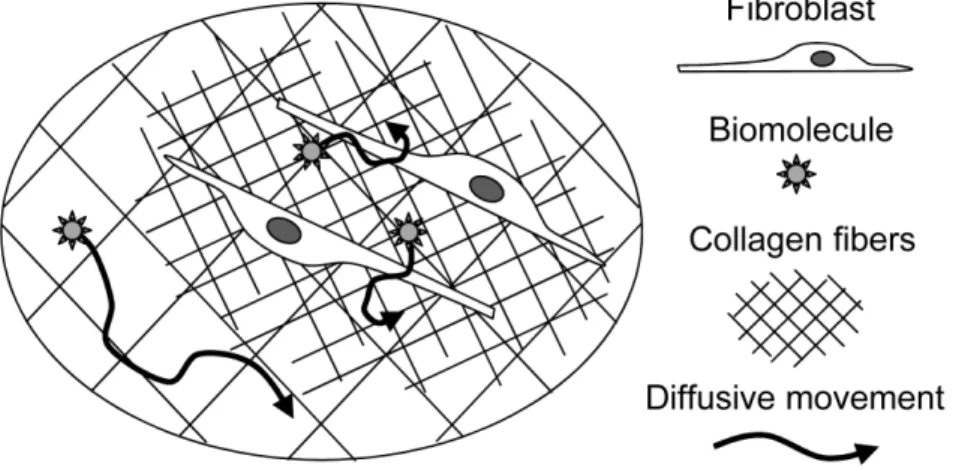 Figure 1. Schematic diagram of probe diffusion in the contracted collagen gel. Collagen fibers are well condensed in the area surrounding the cell due to cellular activity