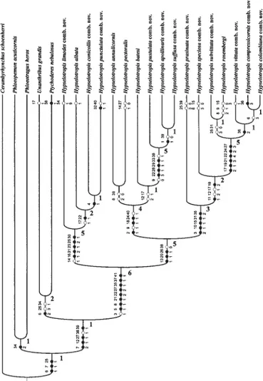 Fig. 172. Cladograma das relações de parentesco das espécies de Hypselotropis; 87 passos; ic = 72; ri = 88; otimização ACCTRAN;