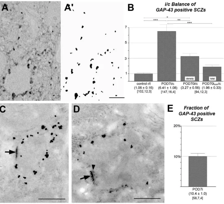 Figure 6. Quantification and ultrastructure of GAP-43 positive profiles in AVCN. (A) Semi-thin section stained for GAP-43 immunoreactivity