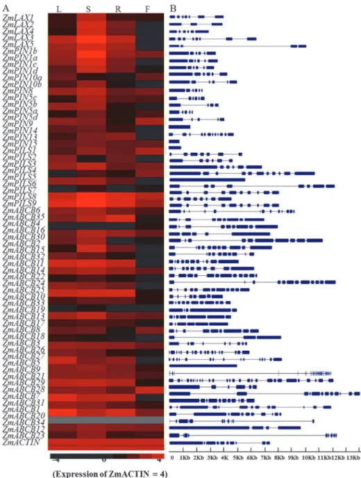 Fig 3. Tissues-specific expressions and exon-intron structures of ZmLAX, ZmPIN, ZmPILS and ZmABCB genes
