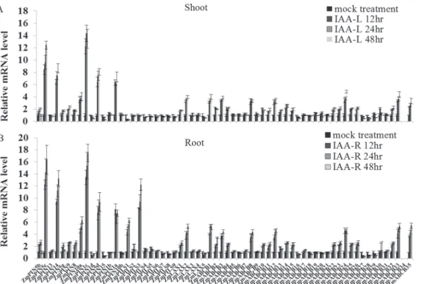 Fig 4. Real-time quantitative RT-PCR (qRT-PCR) analysis of ZmLAX, ZmPIN, ZmPILS and ZmABCB genes in plants under IAA treatment in both shoots (A) and roots (B)