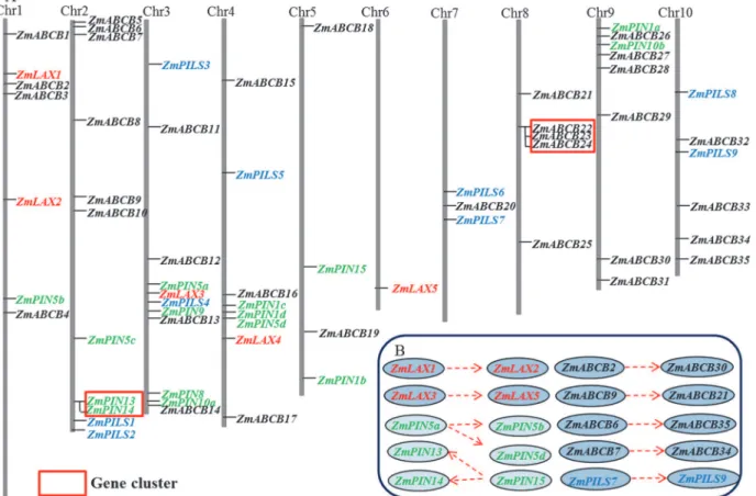 Fig 1. Chromosomal distribution and expansion patterns of maize auxin transporter encoding genes