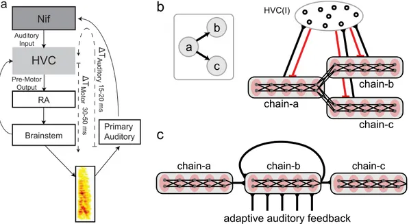 Fig 2. Avian song system and branched chain network with adapting auditory feedback. a: Diagram of the avian song system