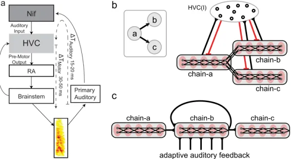 Fig 2. Avian song system and branched chain network with adapting auditory feedback. a: Diagram of the avian song system