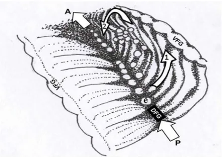Fig 9. Ostrea chilensis. Schematic of the embryo microcirculation pattern inside the female pallial cavity