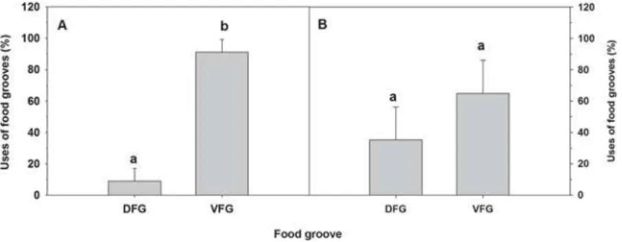 Fig 2. Ostrea chilensis. Food transport within the gill food grooves by adult oysters (A) non-brooding period and (B) brooding period