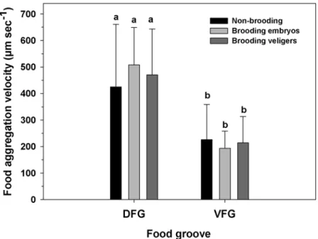 Fig 6. Ostrea chilensis. Velocity of food particles in the food grooves of oyster females that were not- not-brooding, brooding embryos, or brooding veligers during the reproductive period