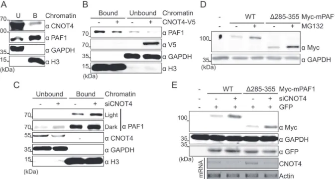 Fig 6. CNOT4 affects PAF1 independent of chromatin binding. (A) HEK293 cells were fractionated into chromatin-unbound (U) and bound (B) fractions, and the chromatin association of the proteins was determined via Western blotting
