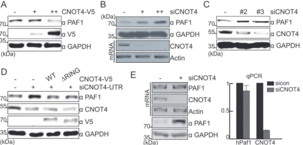 Fig 1. PAF1 is regulated by CNOT4 at the protein level. (A, B) The levels of endogenous PAF1 protein in CNOT4-overexpressing or silenced whole-cell lysates were analyzed by immunoblot