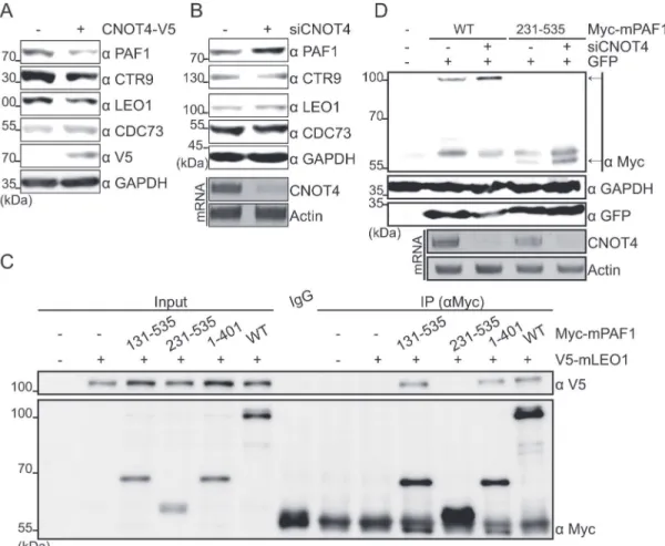 Fig 2. CNOT4 regulates PAF1 but not other PAFc components. (A, B) Endogenous PAFc protein levels were measured in CNOT4-overexpressing or silenced HEK293 cells via Western blot