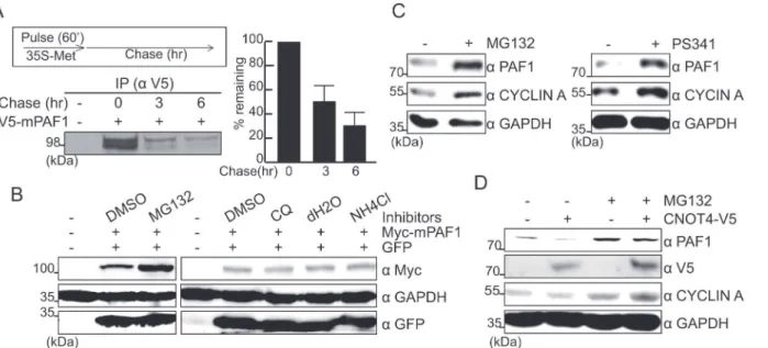 Fig 3. CNOT4 controls the degradation of PAF1 via the 26S proteasome. (A) Pulse-chase experiment