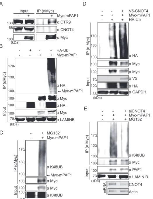 Fig 4. CNOT4 regulates the ubiquitination status of the PAF1 protein. (A) Physical interaction between PAF1 and CNOT4
