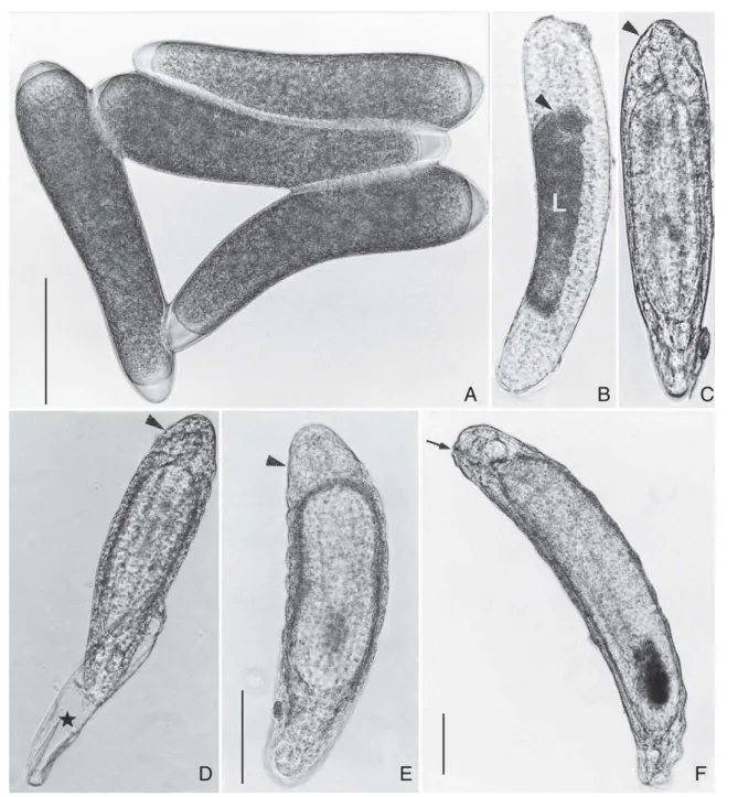 Fig. 1. Desenvolvimento embrionário de Palmistichus elaeisis.  A, ovos recém-colocados, 260x; B, ovo com larva em desenvolvimento (L), 260x;  C, ovo com larva completamente desenvolvida, 260x.; D, larva eclodida (48 h); E, larva recém-eclodida, 210x; F, la