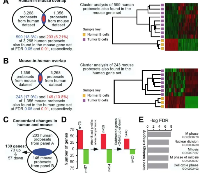 Figure 2.  Stringent cross-species comparison of gene expression changes in B-cell lymphoma discovers 60 concordantly deregulated  genes,  designated  DMB  (DLBCL/iMycBCL)