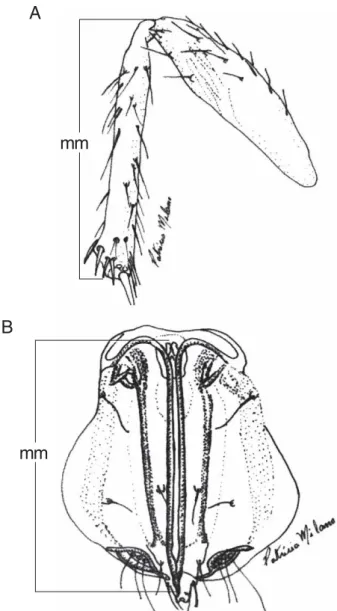 Fig. 1. Comprimento da tíbia posterior (A) e do ovipositor (B) de Trichogramma spp. (aumento de 500 vezes)