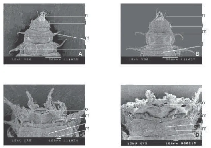 Fig. 4. Vista ventral da larva de terceiro ínstar. F. pusio (A e C) e F. trimaculata (B e D)