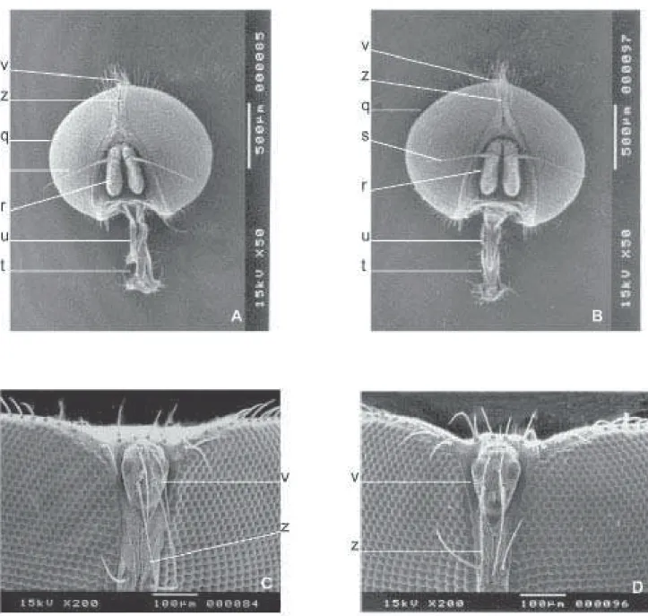 Fig. 7. Vista da cabeça de machos. F. pusio (A e C) e F. trimaculata (B e D). Vista frontal A e B; olhos compostos ampliados C e D; q=olhos compostos; r=antenas; s=aristas; t=probócida; u=palpos maxilares; v=triângulo ocelar; z=fileira vertical interna de 