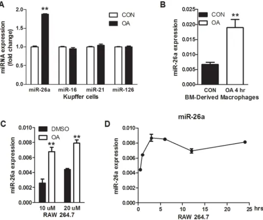 Fig 4. TGR5 activation induced miR-26a expression in macrophages. (A, B) Expression of indicated miRNAs in Kupffer cells (A) and bone marrow-derived macrophages (B) treated with OA (10 μM) for 24h