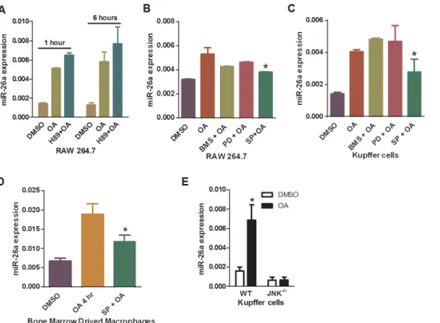 Fig 5. JNK pathway participated in TGR5-mediated miR-26a induction. (A-C) Expression of miR-26a in OA-treated RAW264.7 cells (A and B), Kupffer cells from WT mice(C), or BMDM from WT mice (D), which were pre-treated with or without indicated inhibitors aga