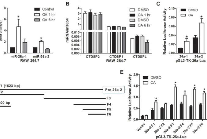 Fig 6. TGR5 responsible element was at the proximal regions of miR-26a promoter. (A) Induction of pri-miR-26a expression in RAW264.7 cells treated with OA (10 μM) for either 1h or 6h