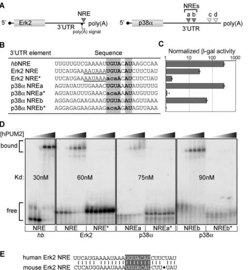 Figure 7A places PUF repression into a conserved pathway of MAPK control. Speciﬁcally, PUF proteins are responsible for the post-transcriptional repression of MAPK mRNAs;