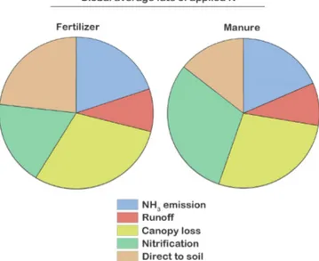 Figure 9. Global fate of TAN Nr applied as synthetic fertilizer (a) or as manure (b). NH 3 emissions are split between those to the  at-mosphere and those captured by the canopy.