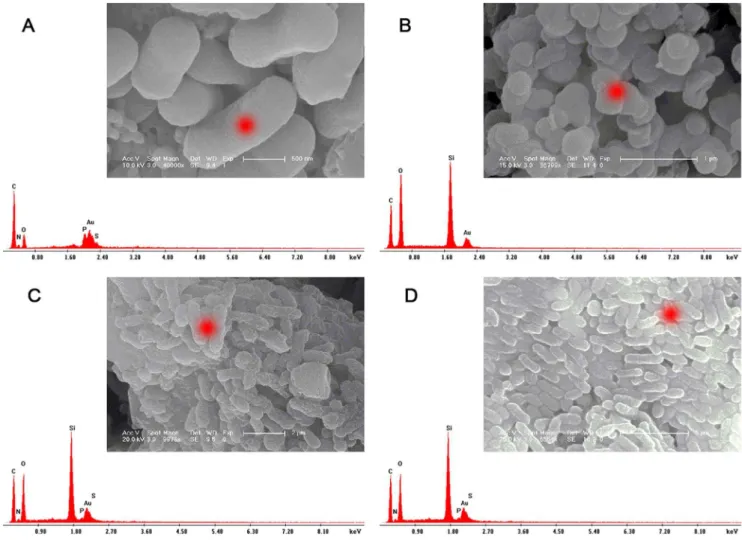Table 2. Elemental analysis for free Z. mobilis, pure silica carrier, I-Z. mobilis, and PI-Z