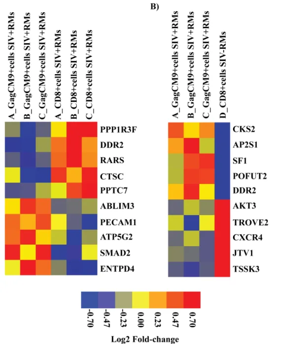 Fig 4. Heat map of top five up and downregulated differentially expressed genes. The heat map shows discrimination of the gene profiles of top five up and downregulated differentially expressed genes in the comparison between A) GagCM9 + cells SIV+RMs vs