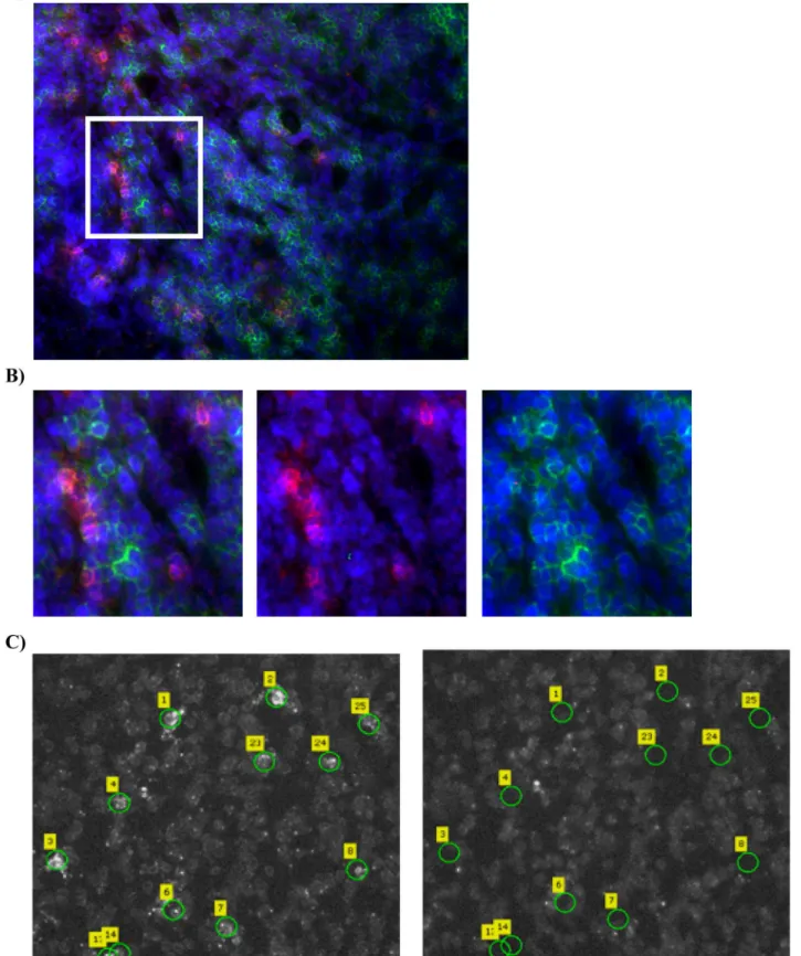 Fig 1. Laser capture microdissection of GagCM9 + cells SIV+RMs , CD8 + cells SIV+RMs and CD8 + cells SIV-RMs 