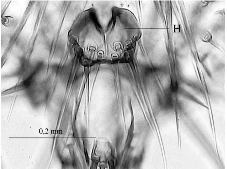 Fig. 3. Detalhe do hipopígio da fêmea de A. passosi sp. nov. (parátipo de Joinville, Santa Catarina), vista ventral; H = hipoprocto.