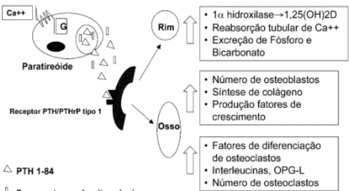 Figura 2. Estrutura linear do PTH e sua semelhança com o PTH related protein (PTHrp). Os aminoácidos em preto são idênticos nas duas moléculas.