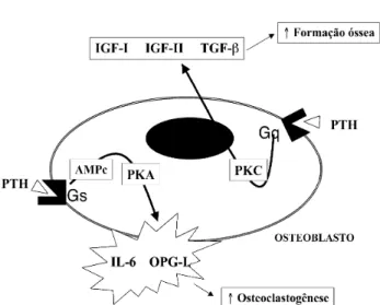 Figura 3. O principal mecanismo intracelular da ação óssea do PTH decorre de sua ligação ao receptor específico tipo I (PRPI), acoplado à proteína G