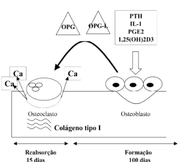 Figura 4 - As células osteoblásticas secretam tanto a osteo- osteo-protegerina (OPG) como seu ligante (OPG-L) dependendo do estímulo