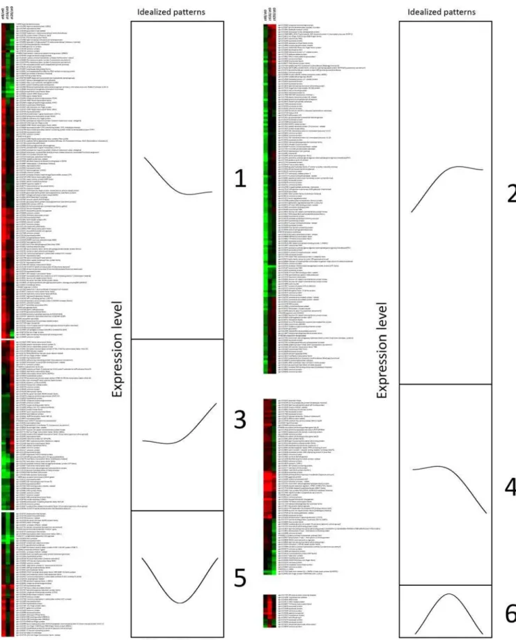 Figure 2. Clustering analysis of diurnally regulated genes (P # 0.05). Idealized graphs, representing patterns of expression at ZT8/ZT0, ZT16/