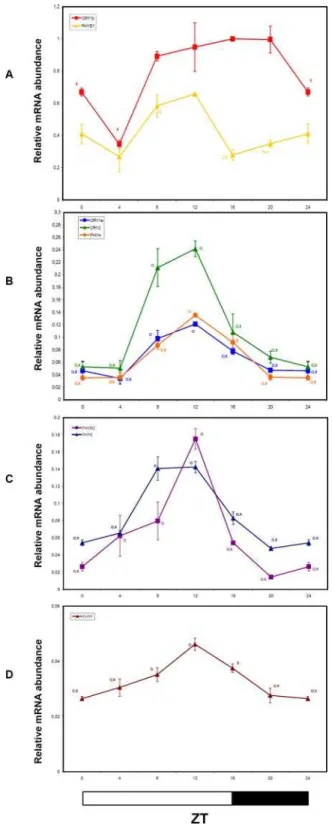 Figure 4. Diurnal oscillations of Cryptochrome and Phyto- Phyto-chrome transcripts analyzed by QRT-PCR in tomato plants grown in LD conditions