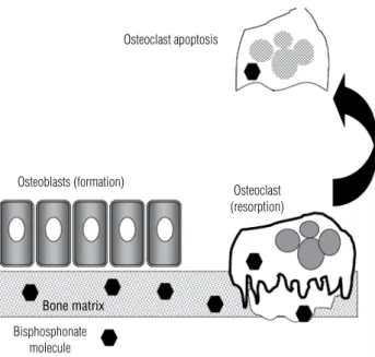 Figure 1. Bisphosphonates are rapidly incorporated to mineralized bone  matrix.  During  bone  resorption  they  are  captured  by  osteoclasts