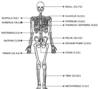 Figure 2. Sites of bone involvement in 108 cases of polyostotic Paget's  disease of bone (PDB).