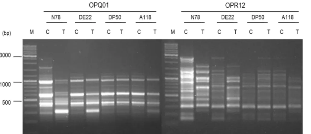 Figure 1. RAPD profiles generated by OPQ01 and OPR12 primers into the four tested cotton varieties  showing DNA changes induced by NaCl application, C: Control, T: Treated plants