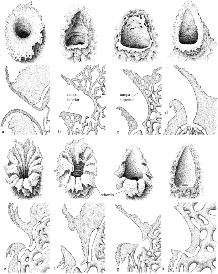 Fig. 1. Entradas de ninhos de espécies de Parapartamona e Partamona, em vista frontal e de perfil: a,  Parapartamona vittigera; b,  Partamona epiphytophila; c, P