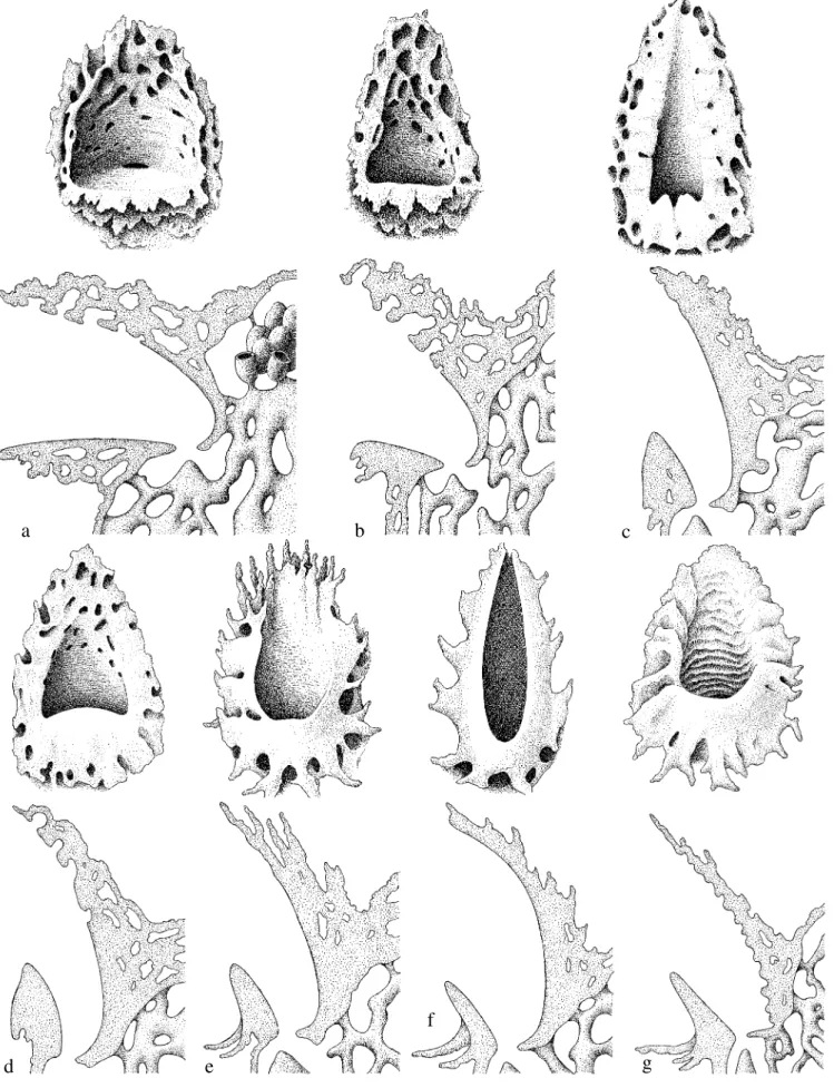 Fig. 2. Entradas de ninhos de espécies de Partamona, em vista frontal e de perfil: a,  b,  Partamona ferreirai;  c,  P
