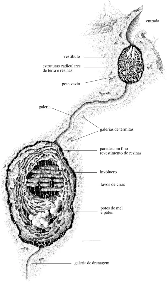 Fig. 8.  Partamona testacea, ninho subterrâneo em termiteiro ativo, Syntermes sp., Bacururu, rio Juruá, AM, Brasil (ninho 544c)