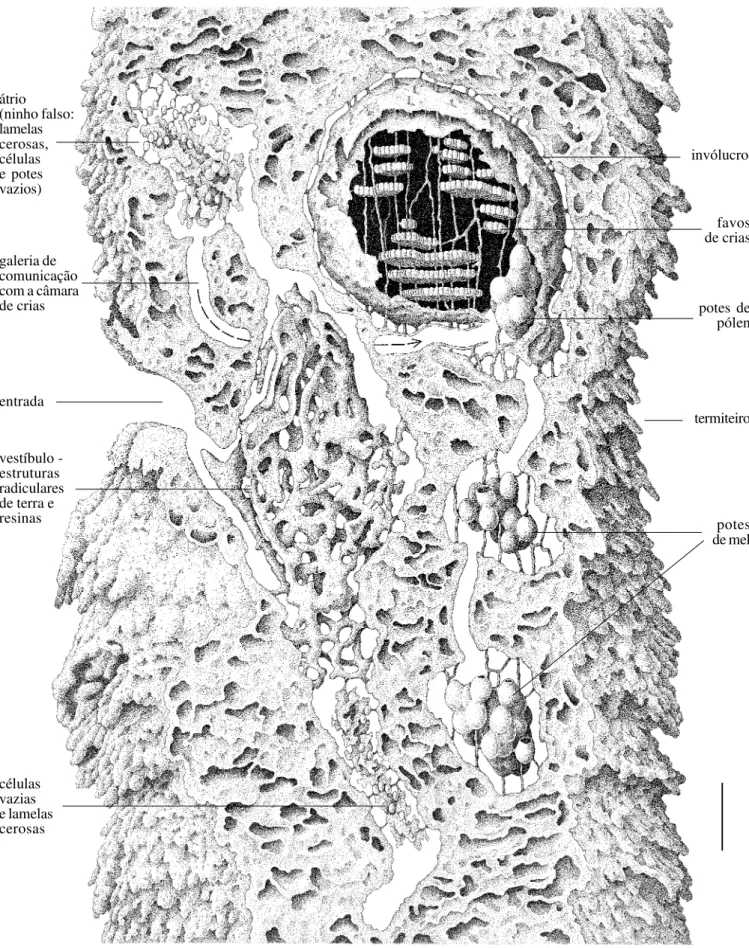 Fig. 17.  Partamona vicina, ninho em termiteiro arborícola ativo, Amitermes excellens, Muçum, rio Tapajós, PA, Brasil (ninho 153c)