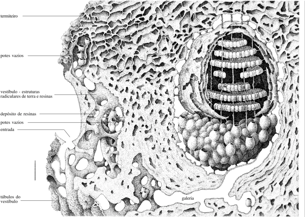 Fig. 24.  Partamona combinata, ninho em termiteiro arborícola ativo, Microcerotermes cf