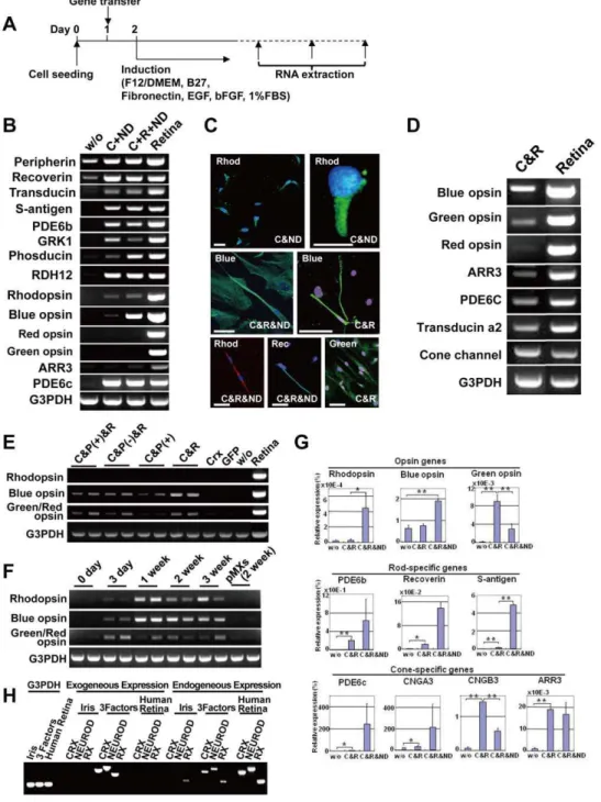 Figure 2. Induction of rod- or cone-specific phenotypes in human iris cells by the defined transcription factors