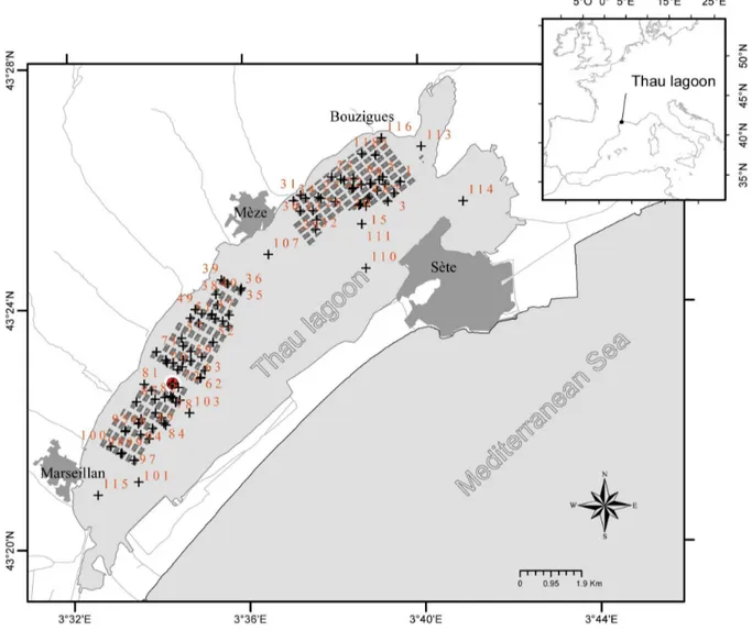 Figure 1. Sampling sites (black crosses along with non-continuous numbering) located in the Thau lagoon
