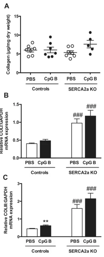 Fig 5. Hydroxyproline analysis by HPLC and mRNA gene expressions of Collagen I and III demonstrated a trend towards increased collagen deposition in TLR9 stimulated SERCA2a KO hearts