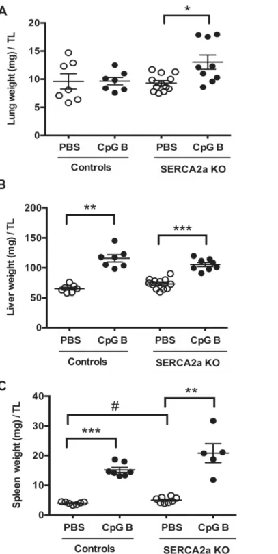 Fig 7. Organ weights of mice at 8 weeks after SERCA2A gene excision and 4 weeks after initiation of sustained TLR9 stimulation