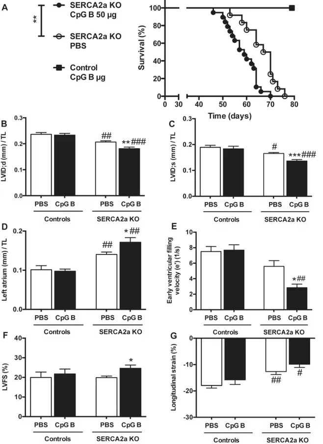 Fig 1. Increased mortality and deteriorated cardiac functions and structures in TLR9 stimulated (CpG B) SERCA2A KO mice 8 weeks after gene excision and 4 weeks after initiation of sustained TLR9 stimulation